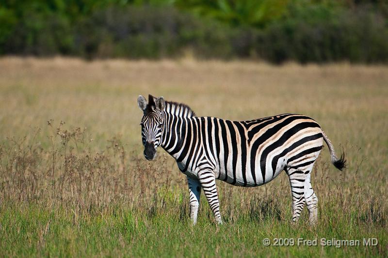 20090613_101435 D300 X1.jpg - Zebras at Okavanga Delta, Botswana